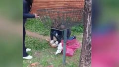 Detienen a hombre por matar a un gato en Fernando