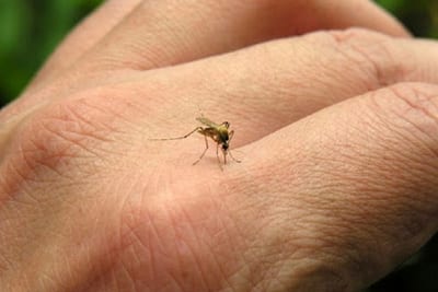 Registran más de 3.500 nuevos casos de dengue en dos semanas