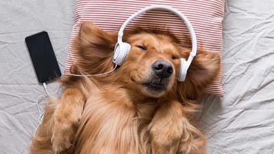 La Playlist Perruna: El plan de Luis Szarán contra el ruido de las fiestas