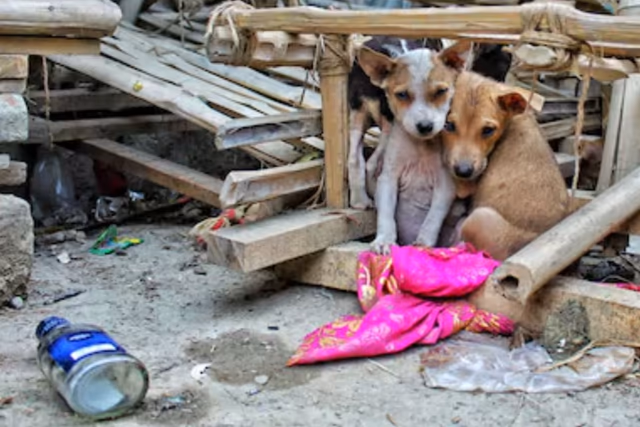 Animales abandonados: alertan sobre riesgos para la comunidad