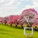 Itapúa habilita colorido Paseo del Cerezo en Flor, un rincón japonés