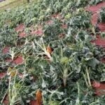 Temporal arrasa cultivos en Mallorquín y declaran emergencia