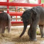 Elefanta da a luz a gemelos de distinto sexo en Tailandia