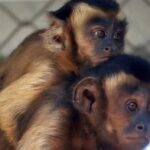 Piden colaboración ciudadana para hallar a mono capuchino en Asunción