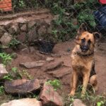 Fiscalía rescata 25 perros de criadero clandestino en Limpio