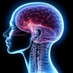 Estudio revela potencial de rejuvenecimiento cerebral
