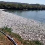 Essap investiga muerte masiva de peces en laguna artificial