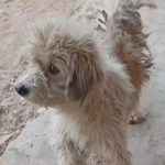 Comerciante en Limpio quema a perro callejero con agua caliente y enfrenta denuncia
