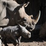 Rinoceronte blanco nace en Chile y desafía la extinción