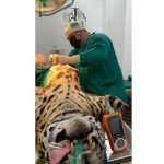 Intervención quirúrgica a jaguareté en el Zoológico de Asunción
