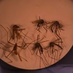 Mosquitos del dengue en Argentina resisten a insecticida clave