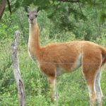 Paraguay celebra el primer Día Internacional del Guanaco