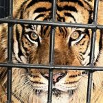 Mike, el tigre de Bengala del zoo, será sedado para estudios médicos