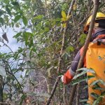 Lluvias apagan incendios forestales en el Chaco, informa Mades