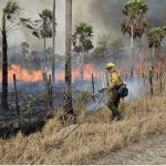 Fiscalía investiga fincas por incendio en  Chovoreca