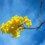 Inicio de primavera: Ambiente fresco al amanecer y calor extremo durante el día