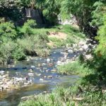 Residuos en arroyos liberan químicos tóxicos que amenazan la salud y el ambiente