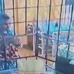 Hombre con pañal y biberón roba comercio en tres minutos