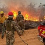 Defensa Animal insta a no espantar aves que buscan refugio