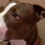 Vecino apuñala a perro pitbull en Asunción, dueña exige justicia