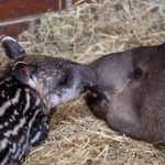 Nace un nuevo tapir en la reserva Bela Vista de Itaipú