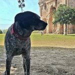 Chuco, el perro de Humaitá que inspira con su historia