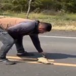 Hombre intenta rescatar a un lagarto y es arrollado por un auto