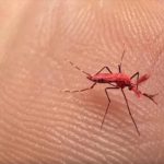 Crean mosquitos rojos para combatir el dengue: una técnica innovadora en evaluación