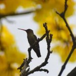 Octubre inicia con máximas extremas: se esperan hasta 43°C