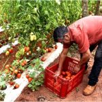 Productores de tomate en Guayaybí afectados por el contrabando