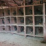 Imputan a docente por organizar riñas de gallos en su vivienda