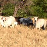 ONG denuncia impacto ambiental en el Chaco por producción de colágeno