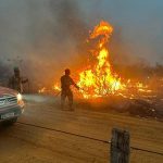 Operativo “Panthera Onca” contra delitos forestales fronterizos