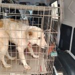 Rescatan a perrito maltratado por adulto mayor en San Lorenzo