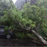 Fuertes vientos derriban árboles y un auto se salva de milagro