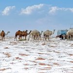 Nevada histórica cubre el desierto de Arabia Saudita