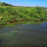 Estudio de la UNA destaca impacto de cianobacterias en el lago Ypacaraí