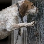 Ley de protección animal endurece penas contra maltratadores