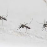 Alerta por dengue: Paraguay podría enfrentar un verano complicado