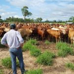 Precio de la carne: productores buscan consenso con industriales