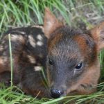 Nace un pudú en Argentina, el ciervo más pequeño del mundo