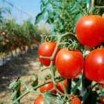 MAG impulsa producción de tomate resistente al calor