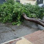 Lluvias dejan árboles caídos, raudales y caos en Asunción