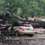 Tormenta causa destrozos: árboles caídos y autos dañados