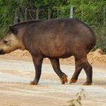 Fauna silvestre es observada durante obras del Corredor Bioceánico