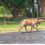 Perrito camina 70 km hasta Caacupé buscando a su dueño