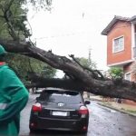 Conductor viral: Nueva versión tras chocar contra árbol caído