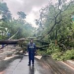 Árbol caído en Mariscal López complica el tránsito