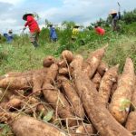 Chaparrones aislados no alivian la crisis agrícola en el país, asegura experto