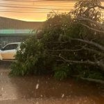 Tormenta en San Alberto derriba árboles y bloquea rutas